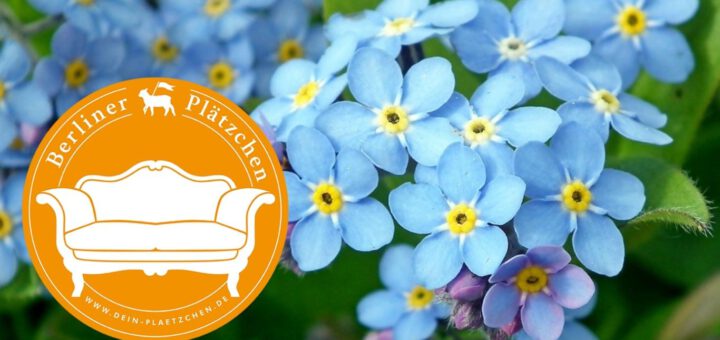 Blumen und Logs zum Thema: "Café Vergissmeinnicht"