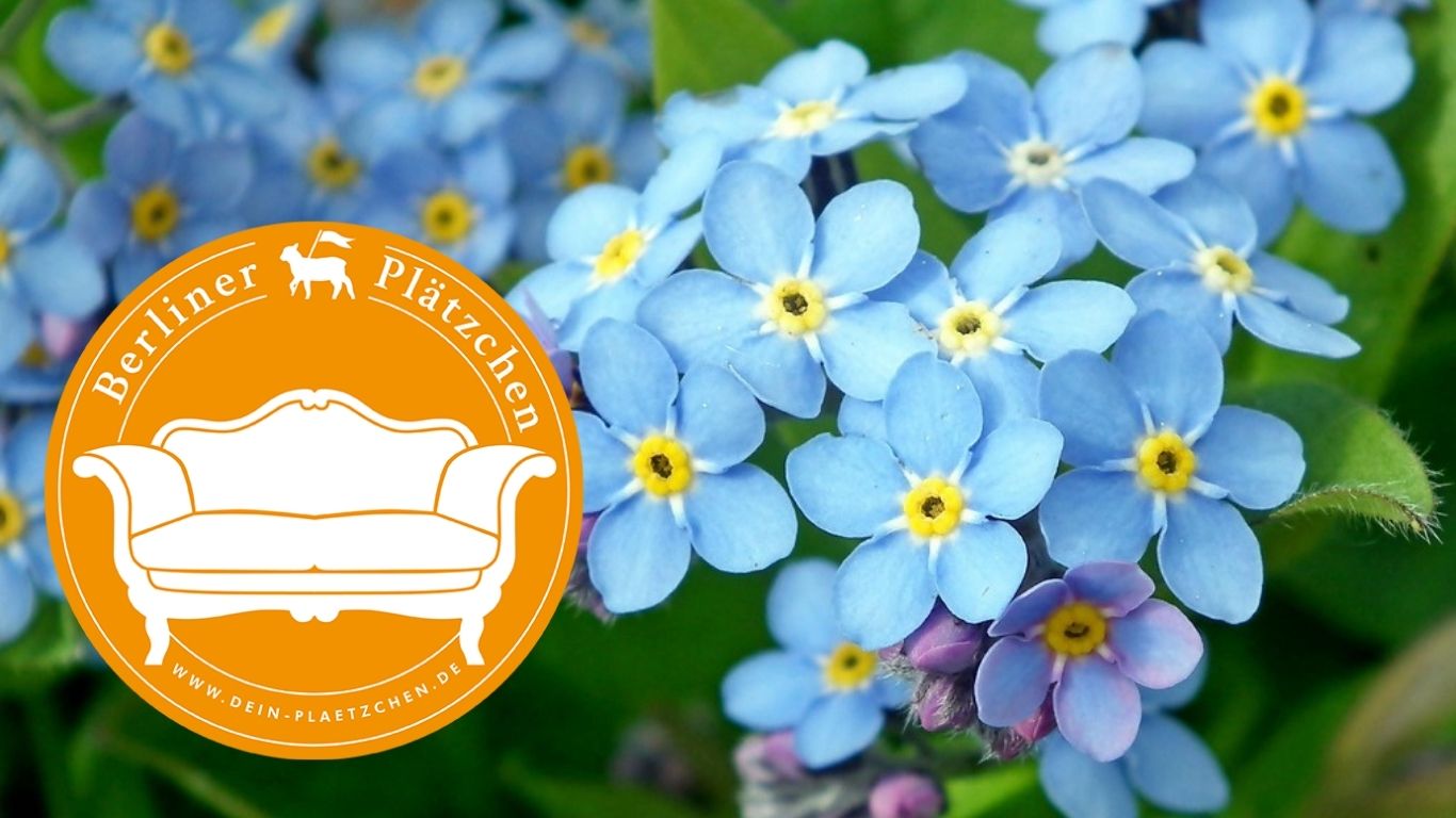 Blumen und Logs zum Thema: "Café Vergissmeinnicht"